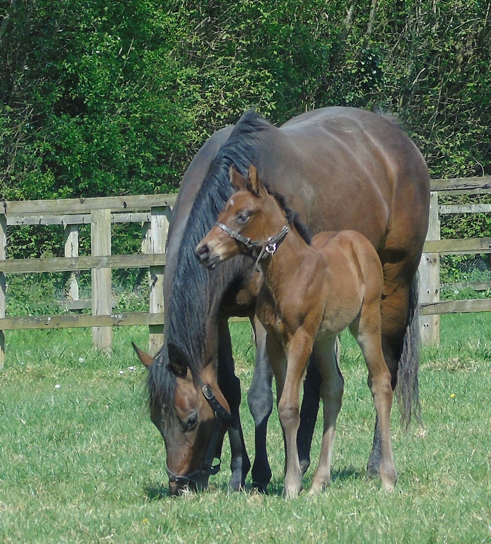 2026 filly by Lope de Vega